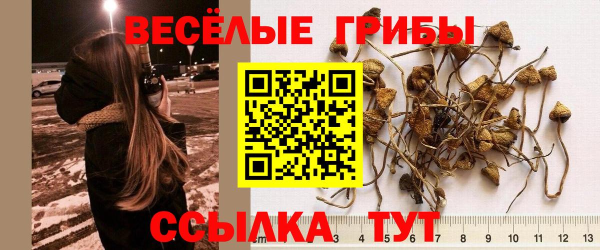 Псилоцибиновые грибы Psilocybe Славянск-на-Кубани
